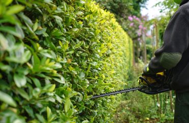 hedge trimming milton keynes 2