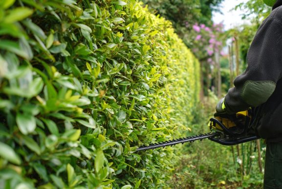 hedge trimming milton keynes 2 hedge trimming milton keynes 2