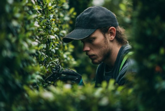hedge trimming milton keynes hedge trimming milton keynes