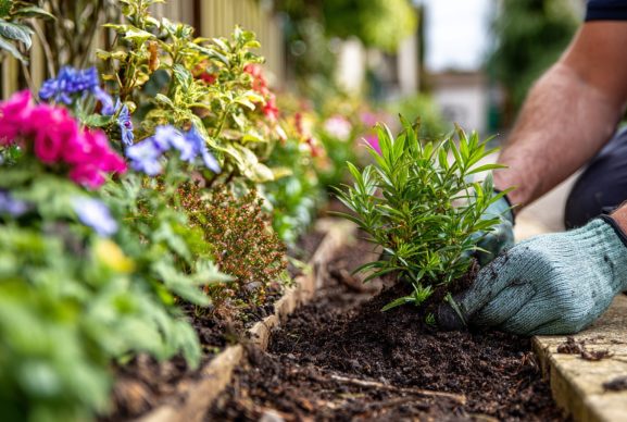 planting and border care milton keynes planting and border care milton keynes